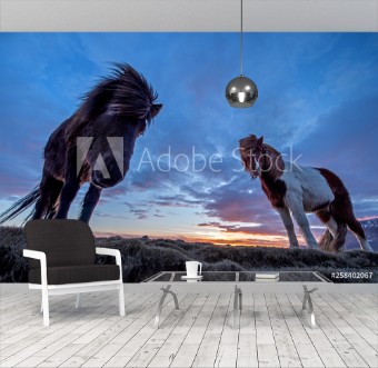 Picture of The looks of the horses